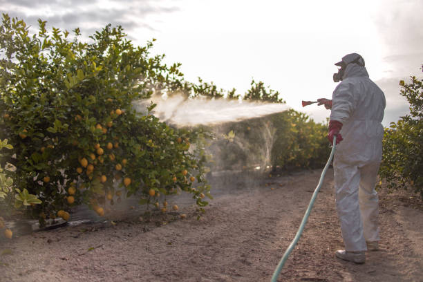 Best Termite Control Services  in Pinetop Lakeside, AZ