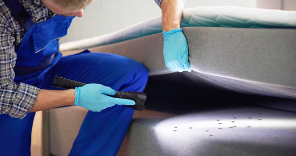 Best Mosquito Control Services  in Pinetop Lakeside, AZ