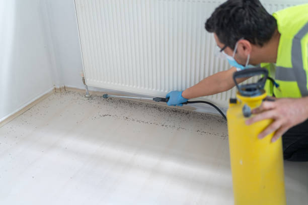 Best Wasp Removal Services  in Pinetop Lakeside, AZ